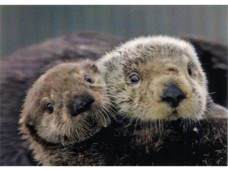 Sea Otters Close up - 3D Lenticular Postcard Greeting Card - NEW Online Hot Sale