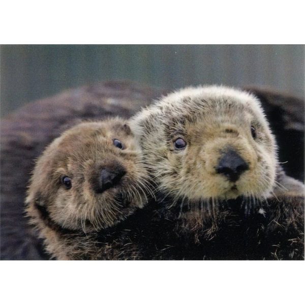 Sea Otters Close up - 3D Lenticular Postcard Greeting Card - NEW Online Hot Sale