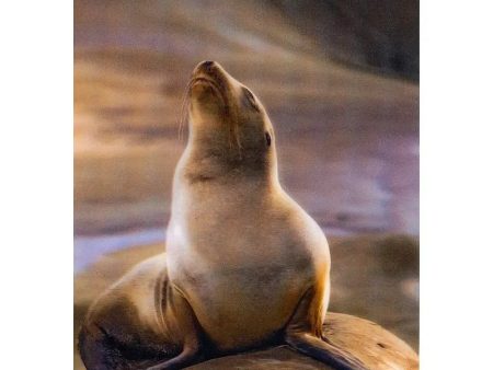 California Sea Lion - 3D Lenticular Postcard Greeting Card - NEW For Cheap