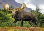 Moose Bull 2 - 3D Lenticular Postcard Greeting Card - NEW Online