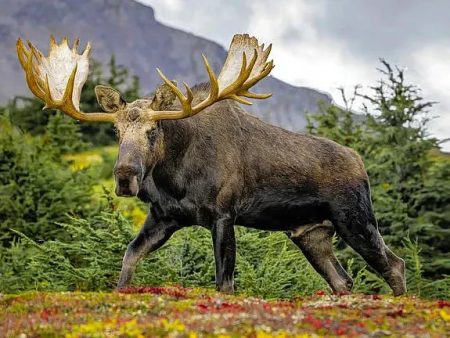 Moose Bull 2 - 3D Lenticular Postcard Greeting Card - NEW Online