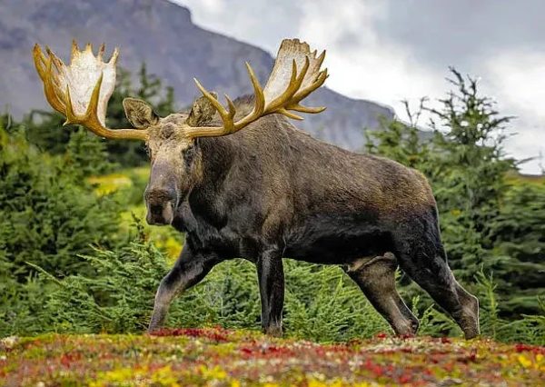 Moose Bull 2 - 3D Lenticular Postcard Greeting Card - NEW Online