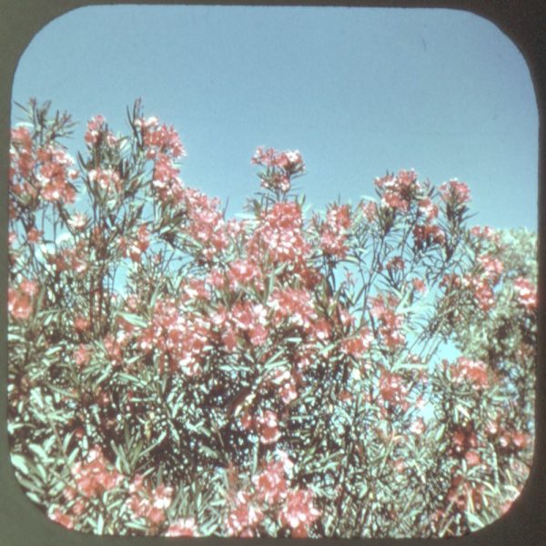 Florida - Flowers - U.S.A. - View-Master Single Reel - 1955 - vintage - 159 Sale