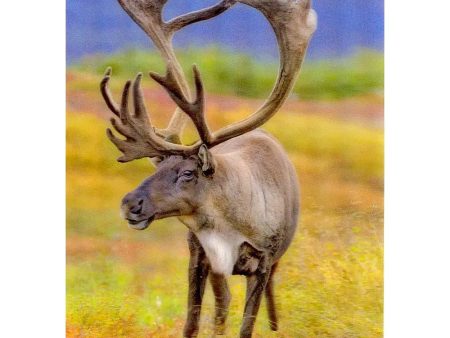 Caribou- 3D Lenticular Postcard Greeting Card - NEW For Cheap