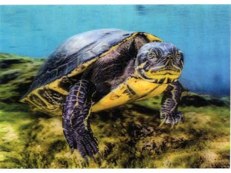 River Cooter - 3D Lenticular Postcard Greeting Card - NEW Fashion