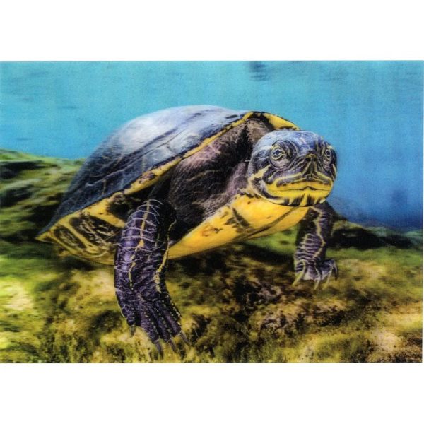 River Cooter - 3D Lenticular Postcard Greeting Card - NEW Fashion