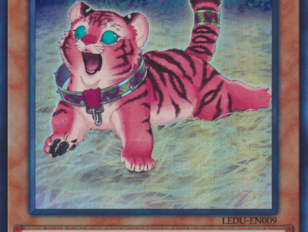 Amazoness Baby Tiger [LEDU-EN009] Ultra Rare Fashion